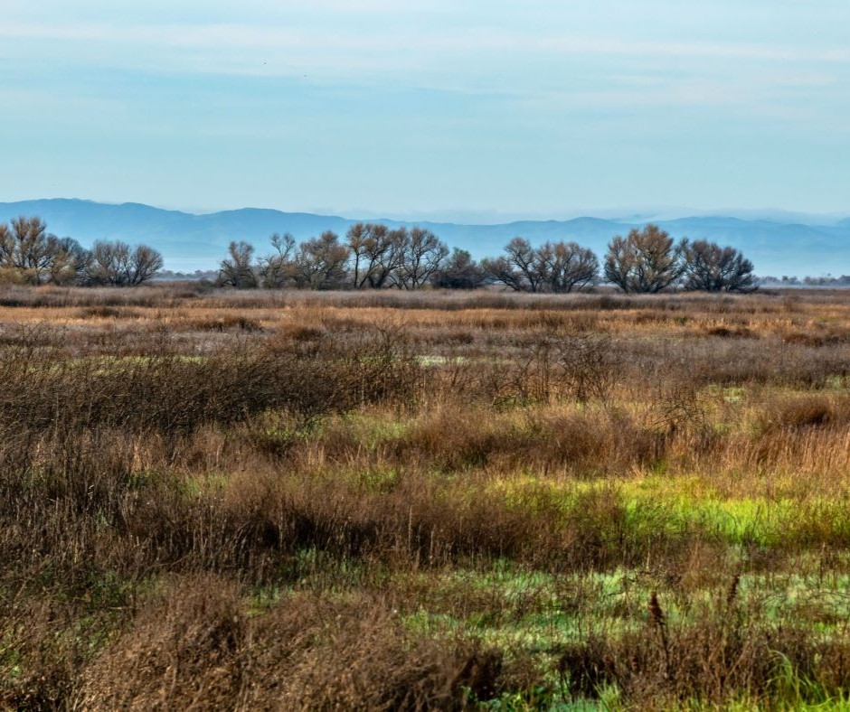 Great Valley Grasslands State Park